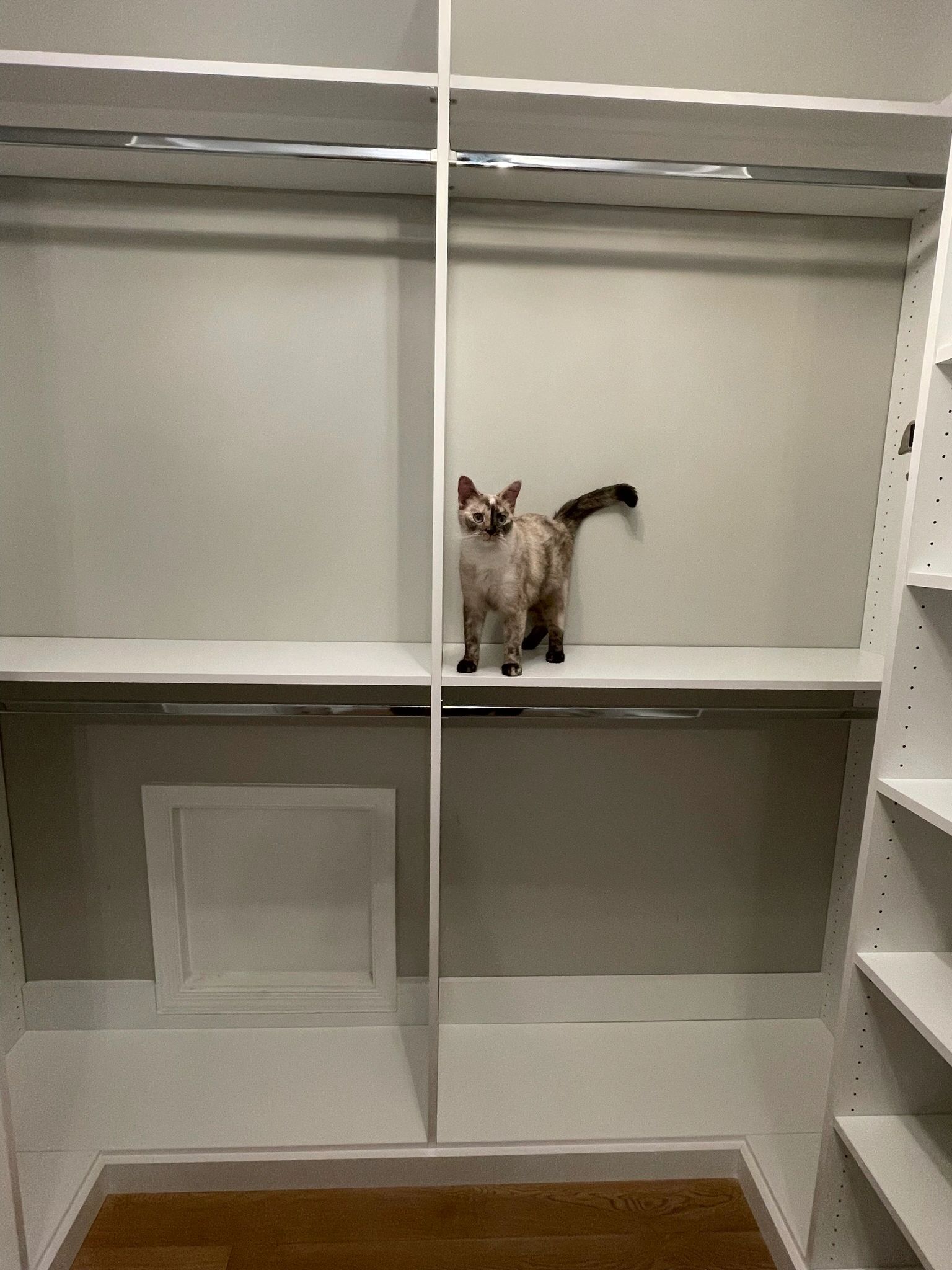 Adorable dog helping supervise Fantasy Closets installation