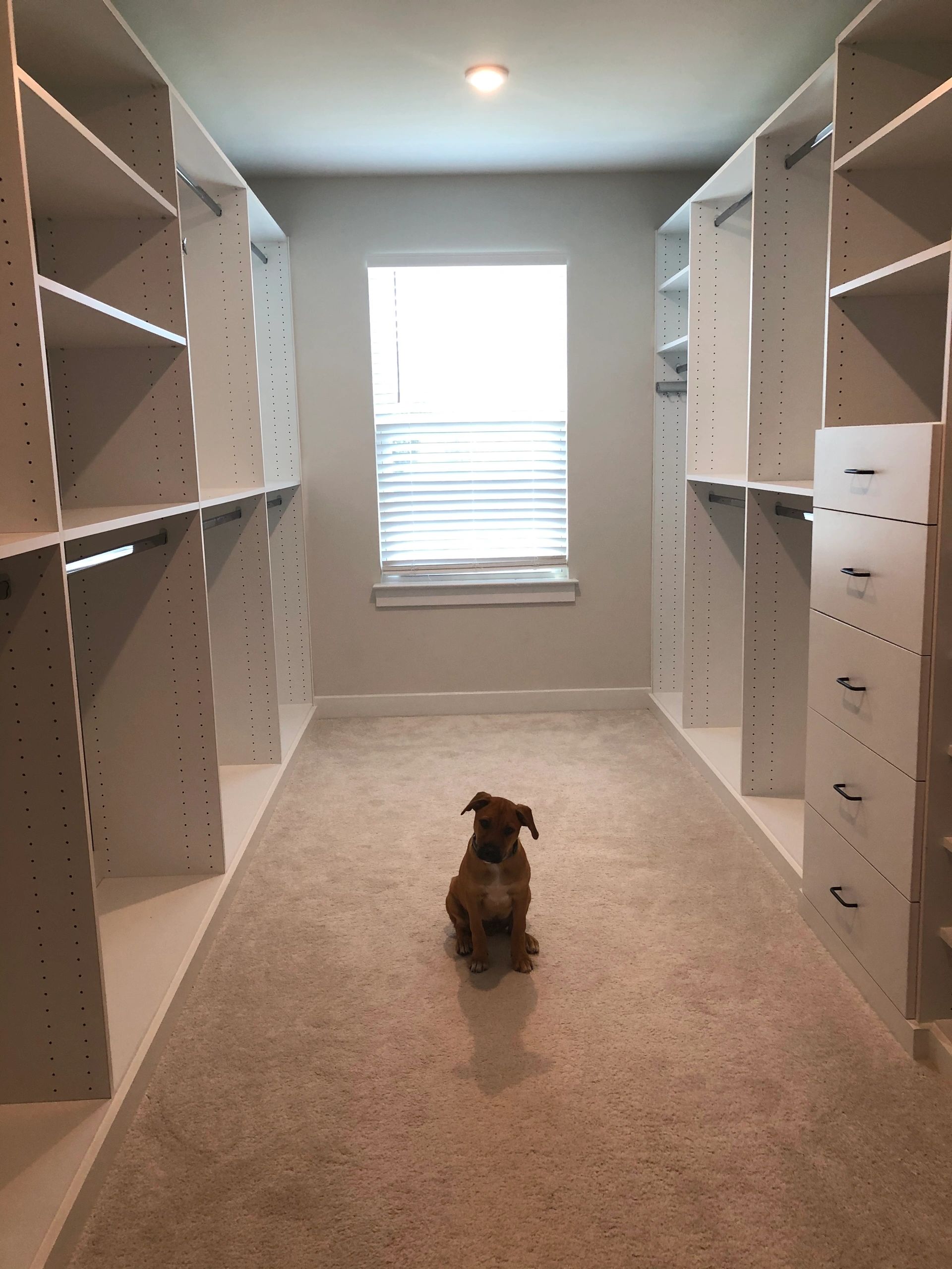 Cute pet watching Fantasy Closets team work Northern Virginia