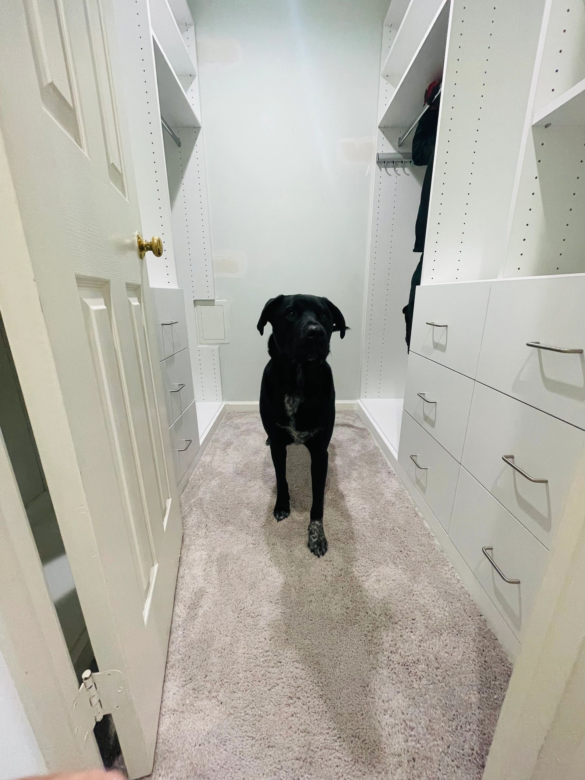 Adorable pet supervising closet installation Fantasy Closets
